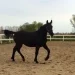 bellaoldenborg