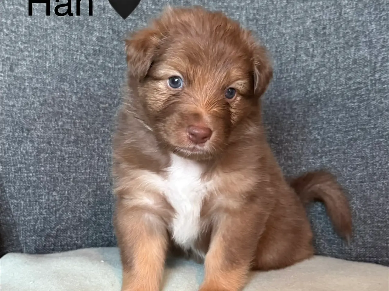 Billede 6 - Australian Shepherd