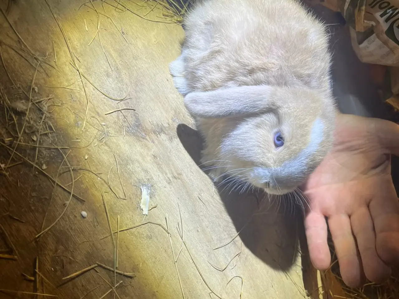 Billede 2 - Miniloop søger nyt kærligt hjem <3