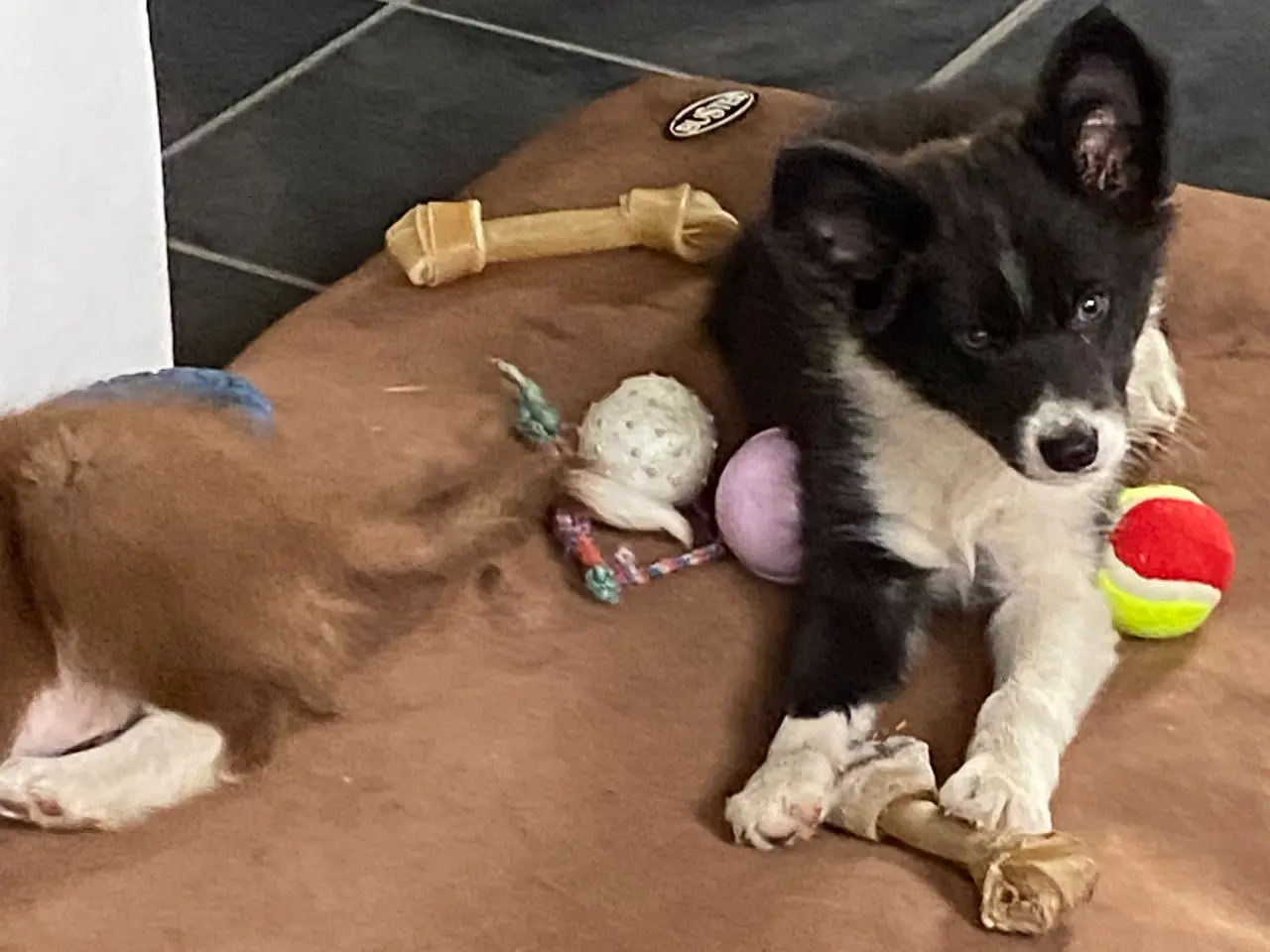 Billede 8 - Border Collie