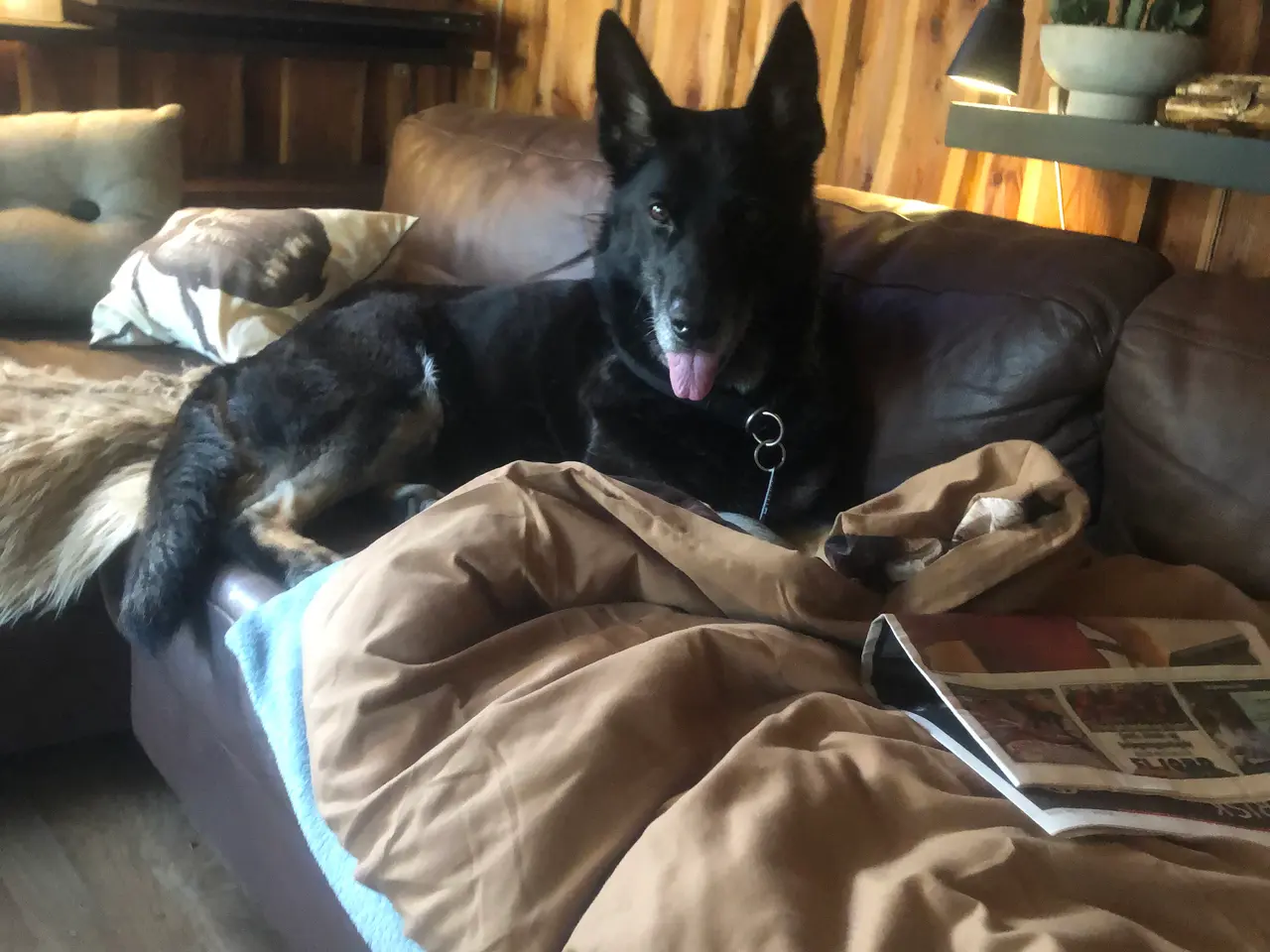 Billede 1 - Go hjem for din hund i ferien.