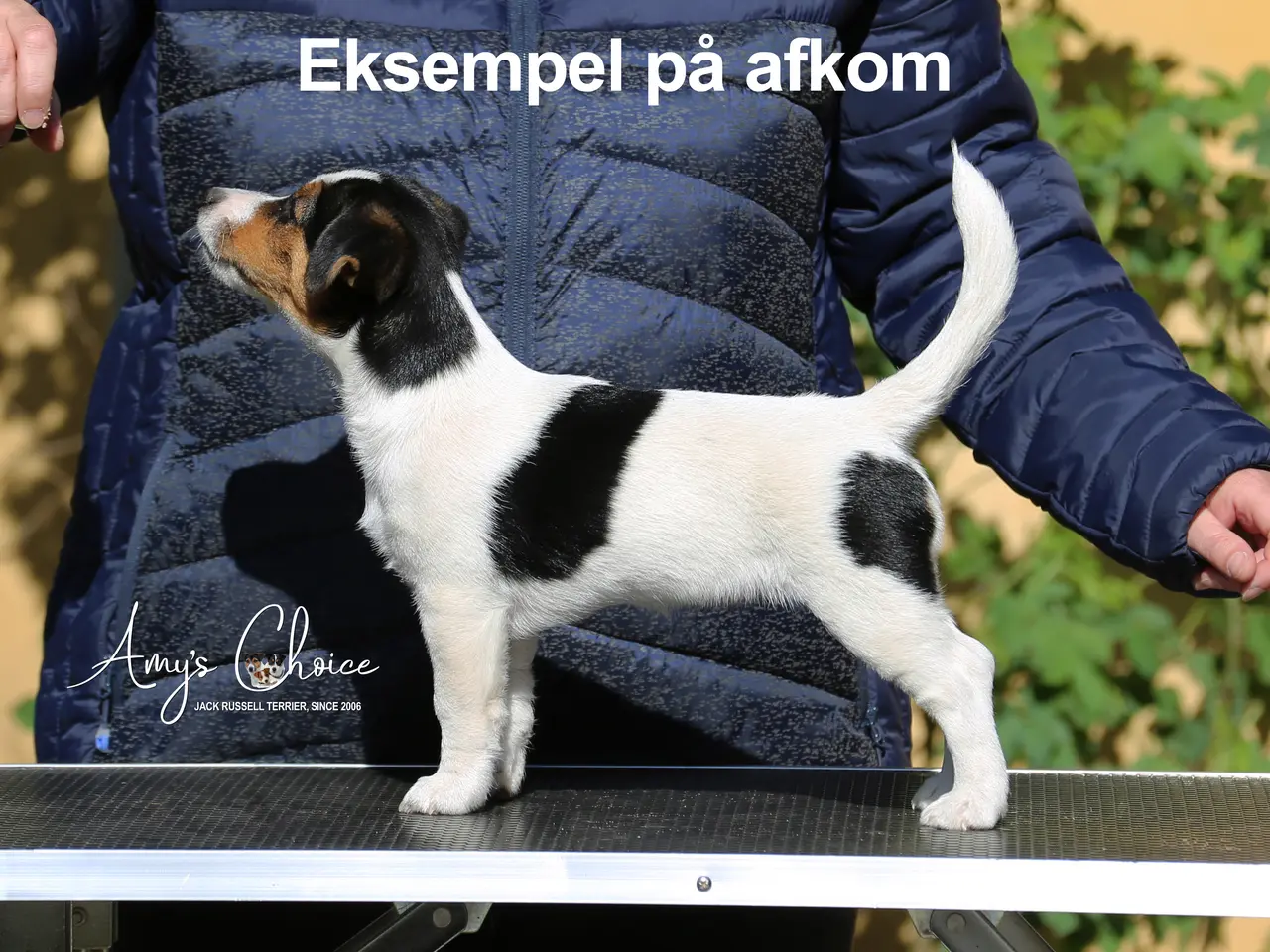 Billede 3 - Jack Russell terrier han til Avl
