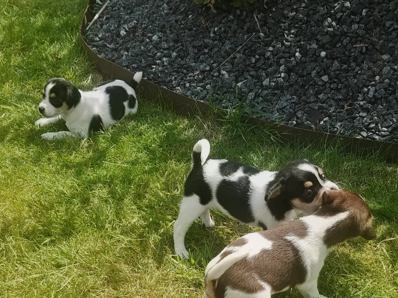 Billede 2 - BABY Dansksvensk gårdhund