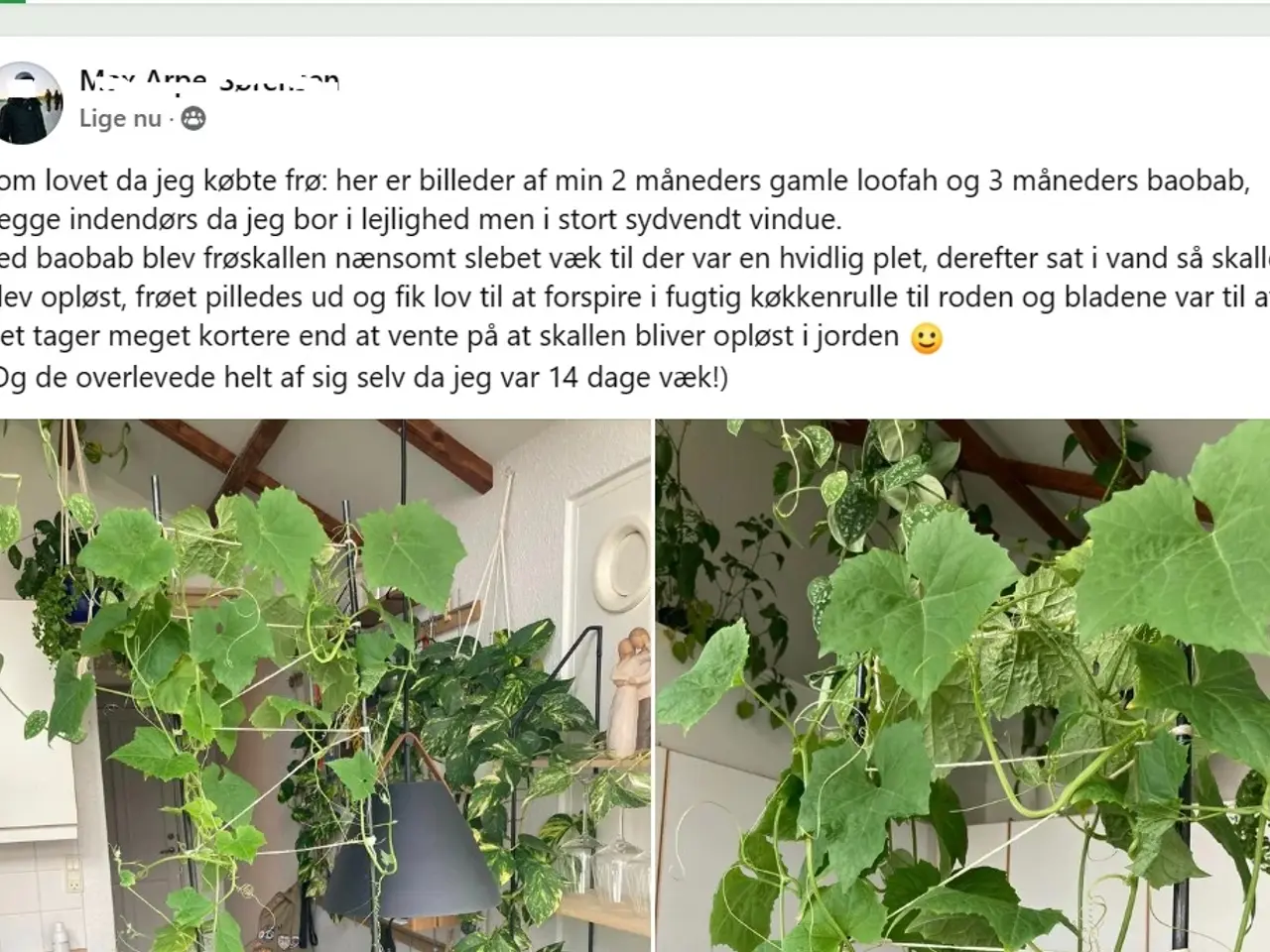 Billede 14 - 40 Loofah Frø inkl. levering. 