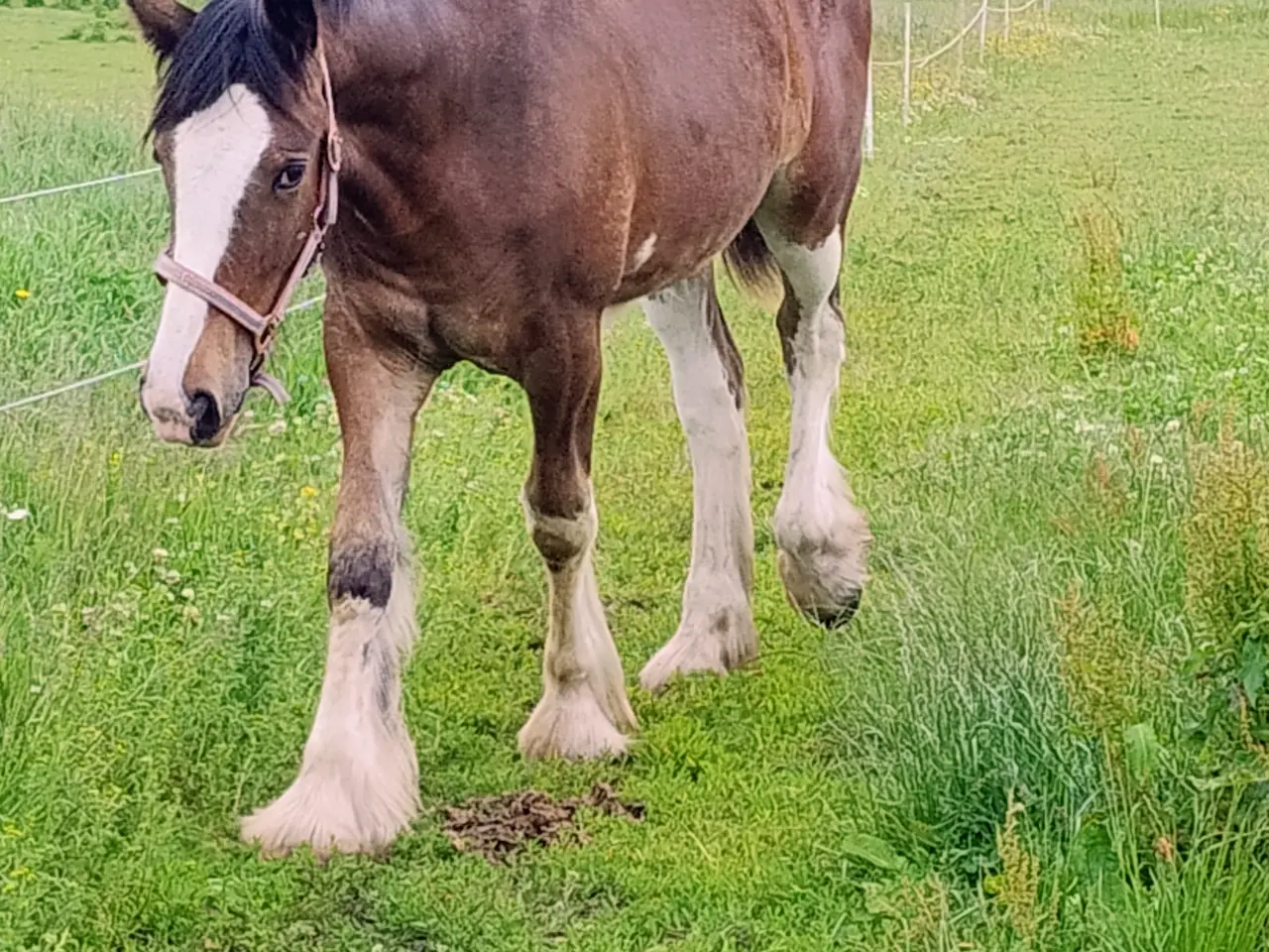 Billede 1 - Shire hoppe plag på 1 år 