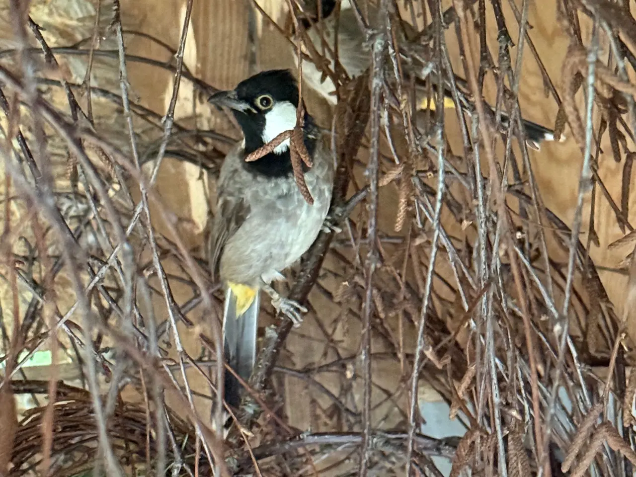 Billede 6 - Hvidkindet bulbul par 1,1