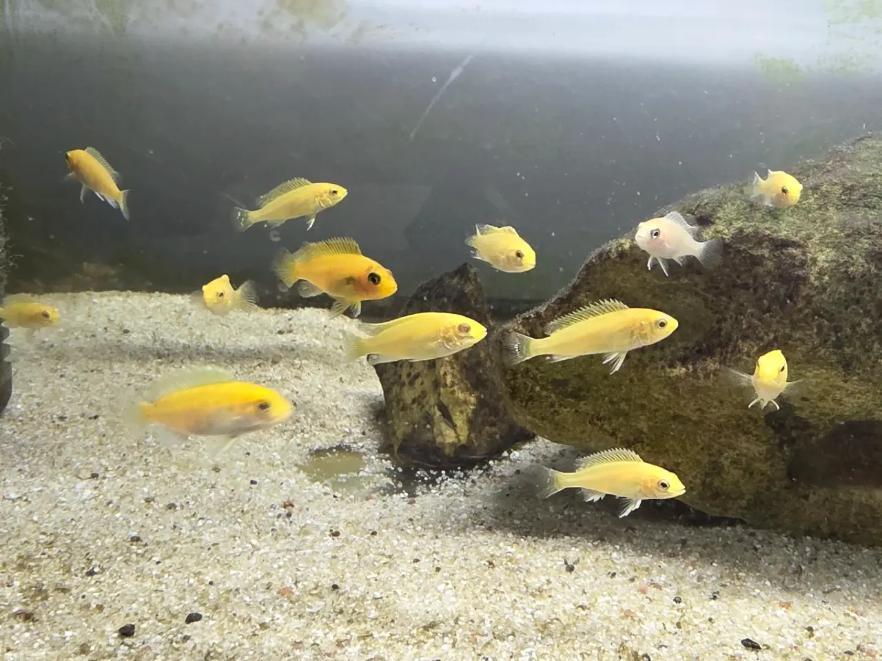 Billede 6 - Yellow Lab (Labidochromis caeruleus)