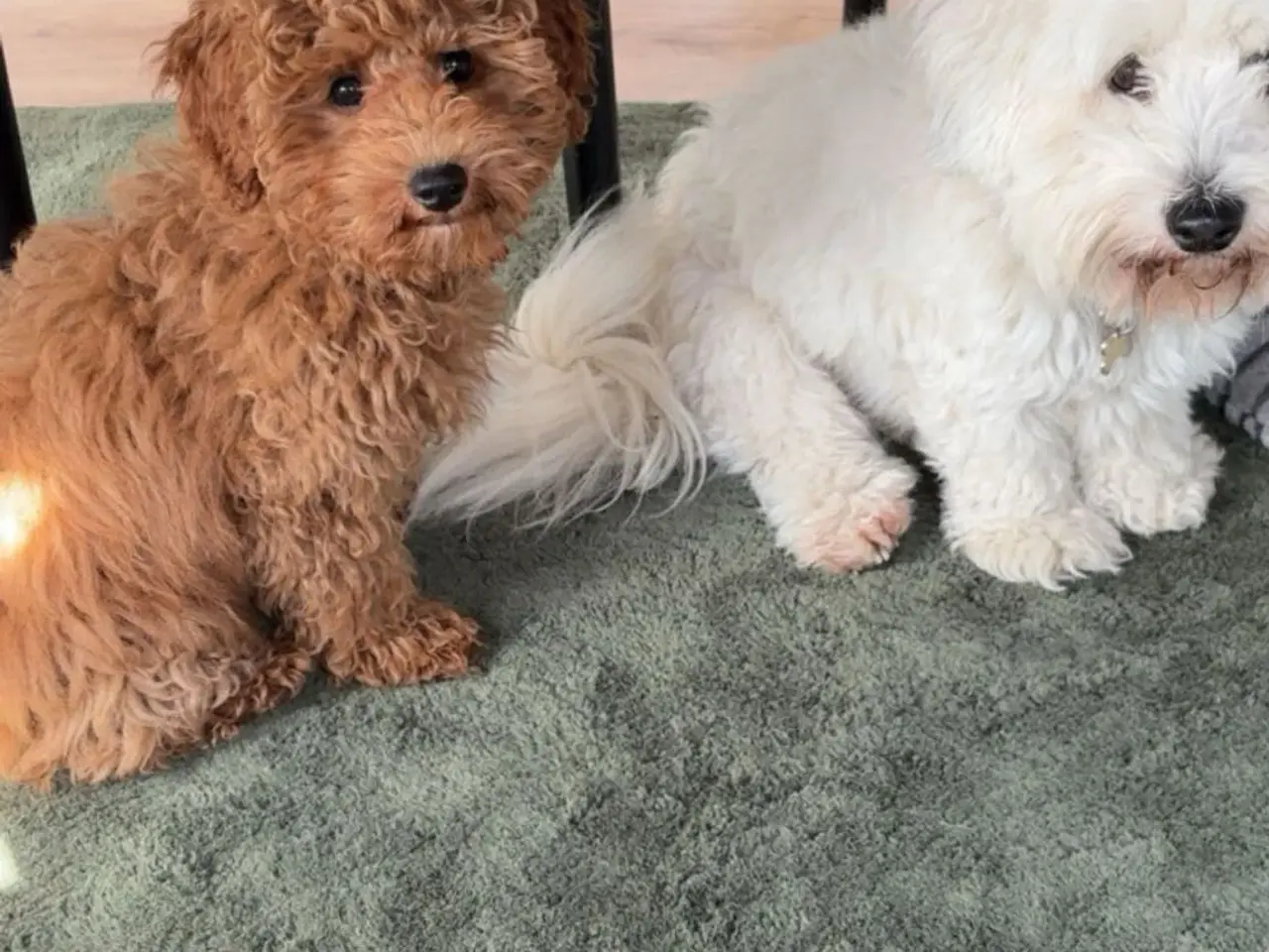 Billede 4 - Hanhund tilbydes til parring
