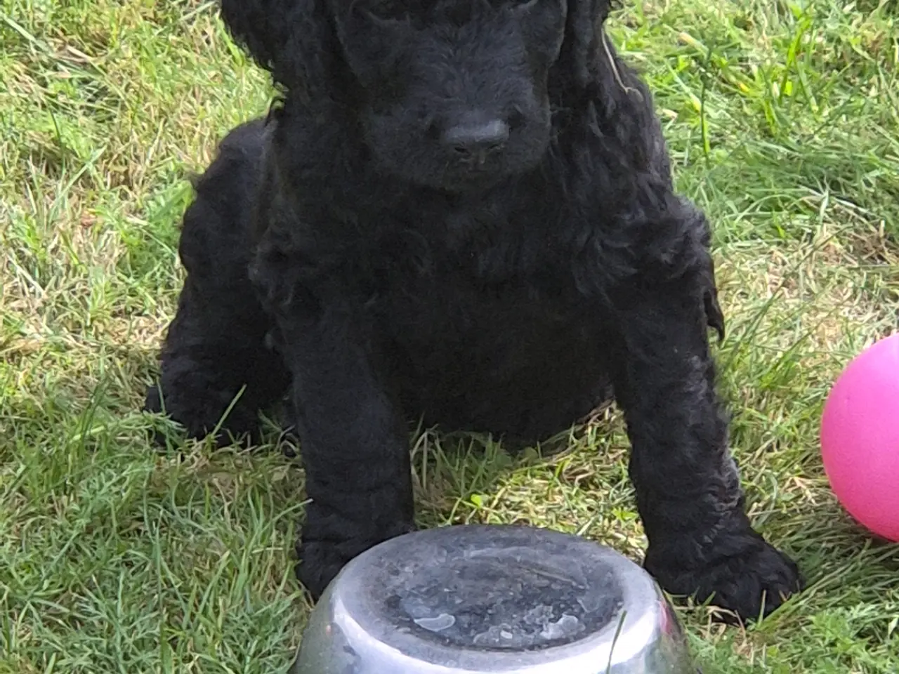 Billede 2 - F1B Labradoodle 