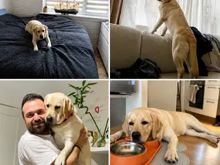 Golden Retriever tæve søger nyt kærligt hjem 🐾