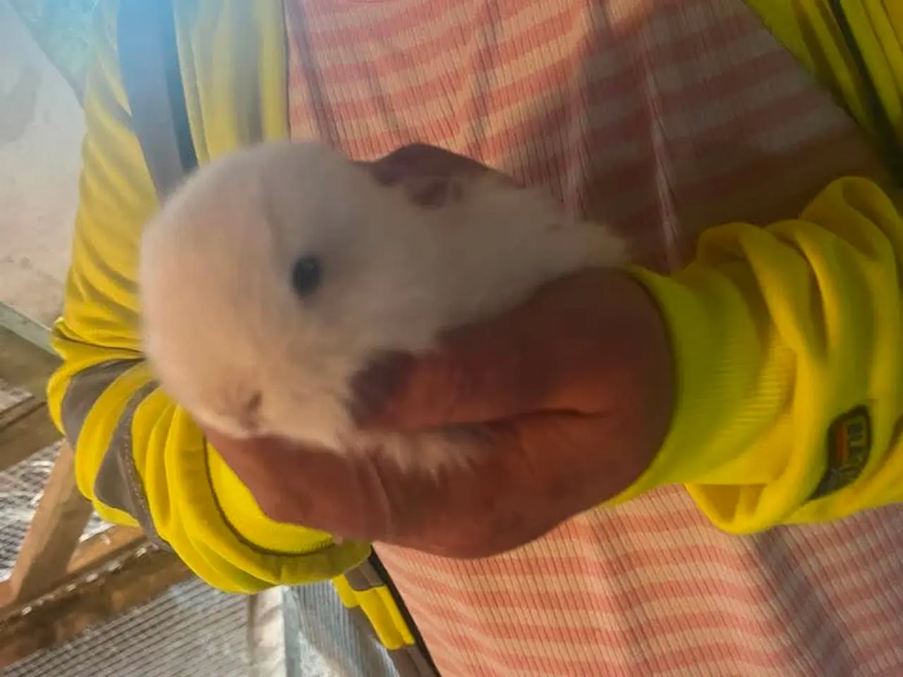 Billede 2 - Ægte miniloop søger nyt hjem