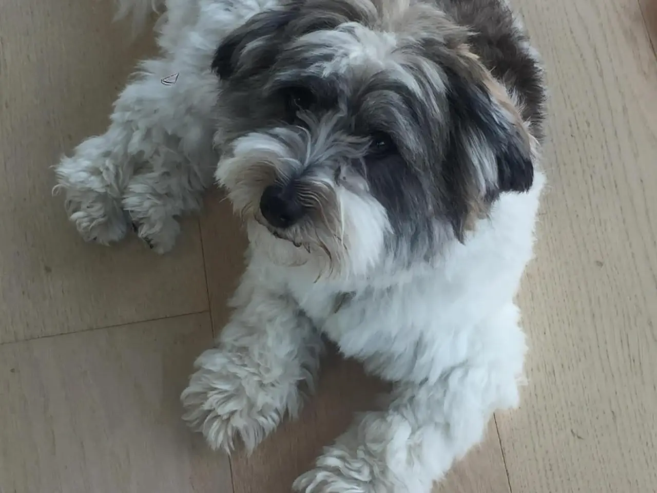 Billede 15 - Coton de tulear/havaton blanding