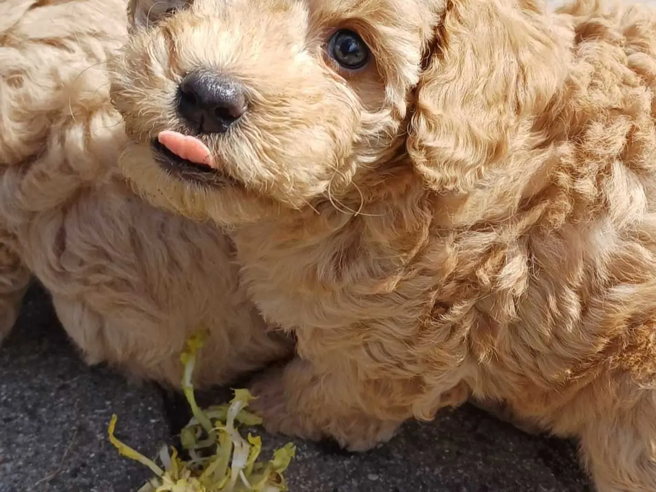 Billede 6 - Doodle / cockapoo hvalpe