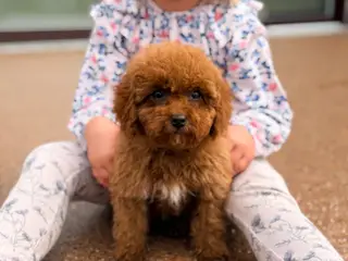 Maltipoo pige 
