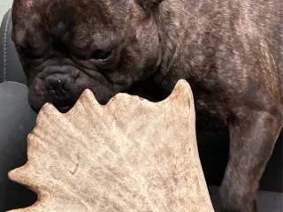 Skøn fransk bulldog han