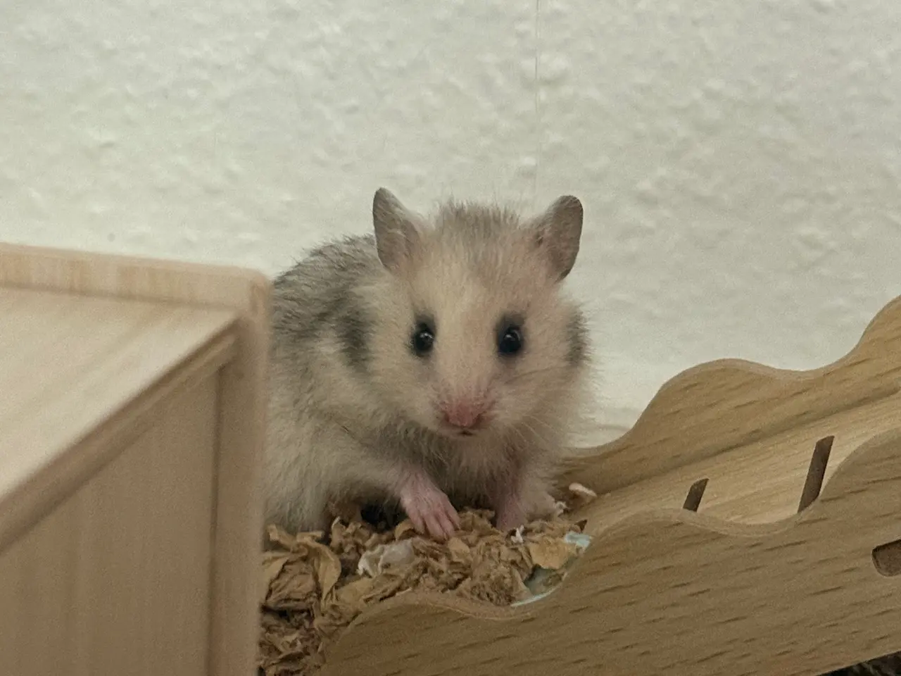 Billede 5 - Guldhamster unger