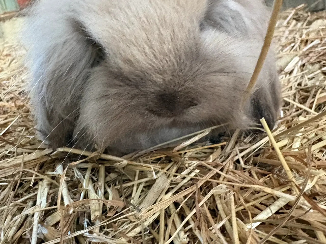 Billede 2 - Lion lop 
