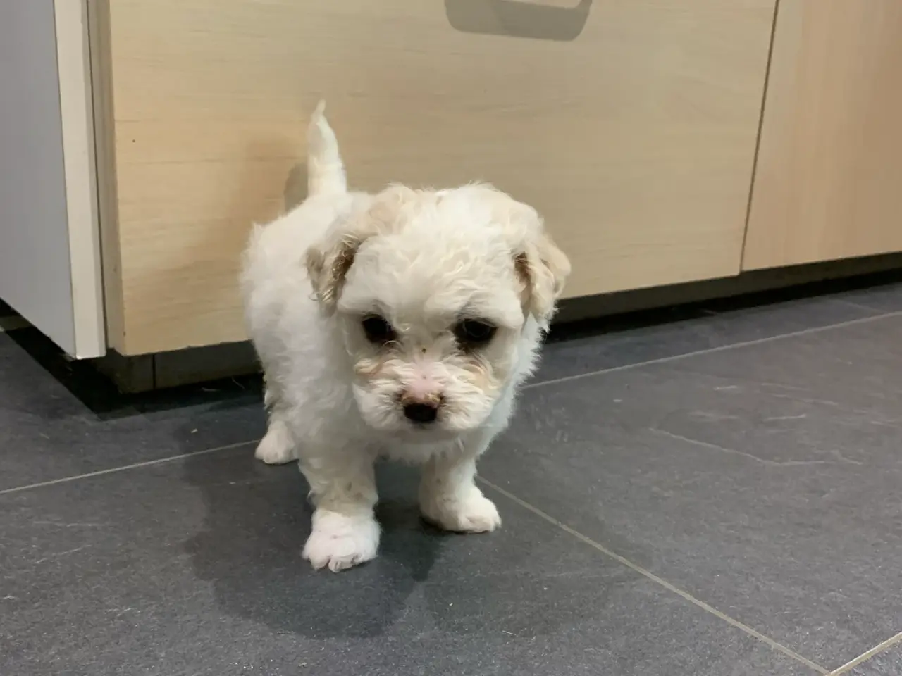Billede 8 - Bichon Frise