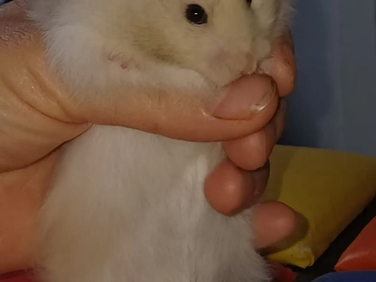 Billede 8 - Guldhamster unger (langhårede)