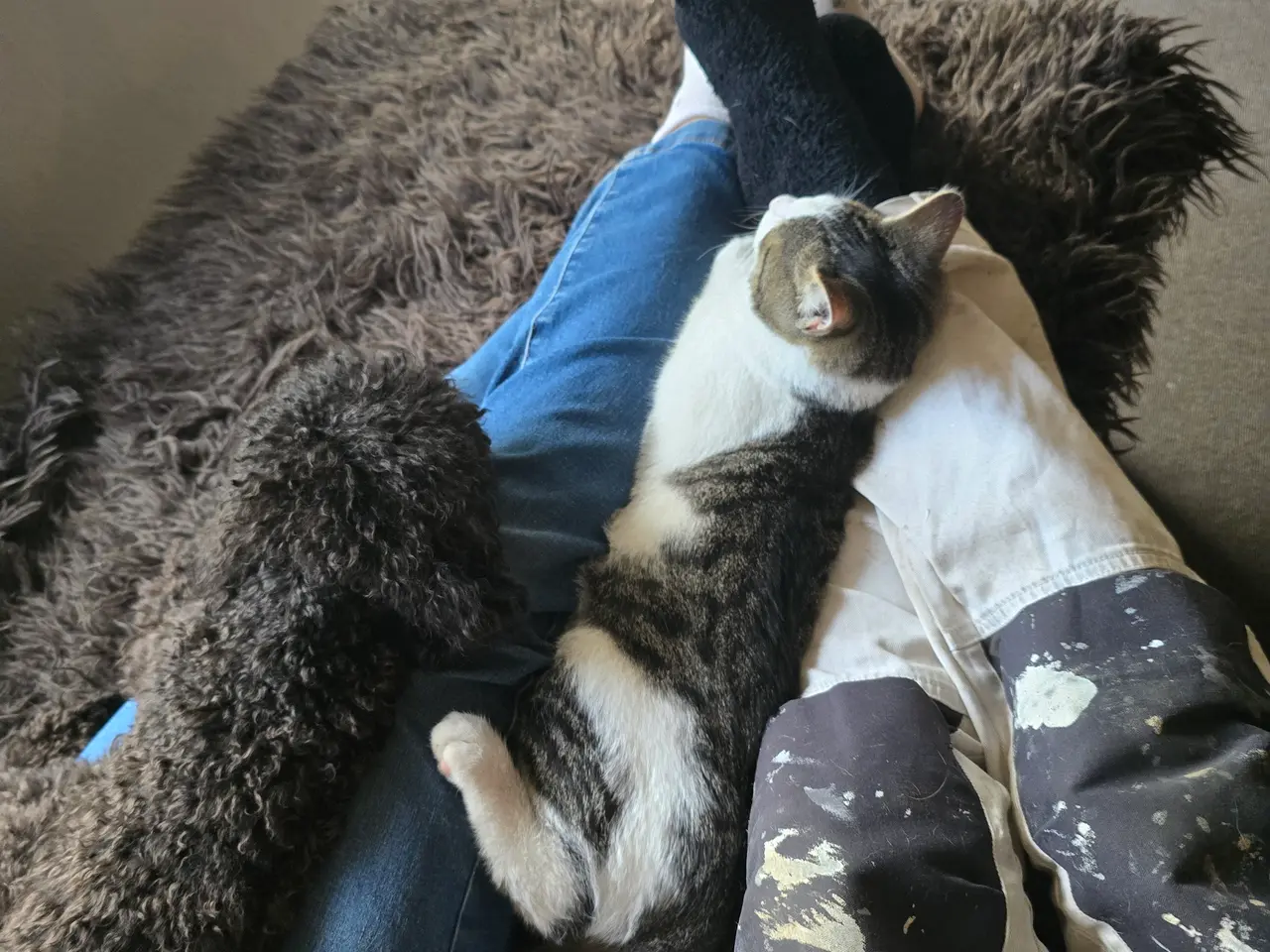 Billede 2 - Søger kat 5 - 6 mrd