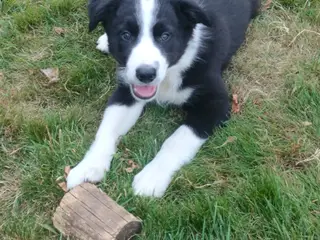 Border Collie hvalpe søger nye kærlige hjem - 2