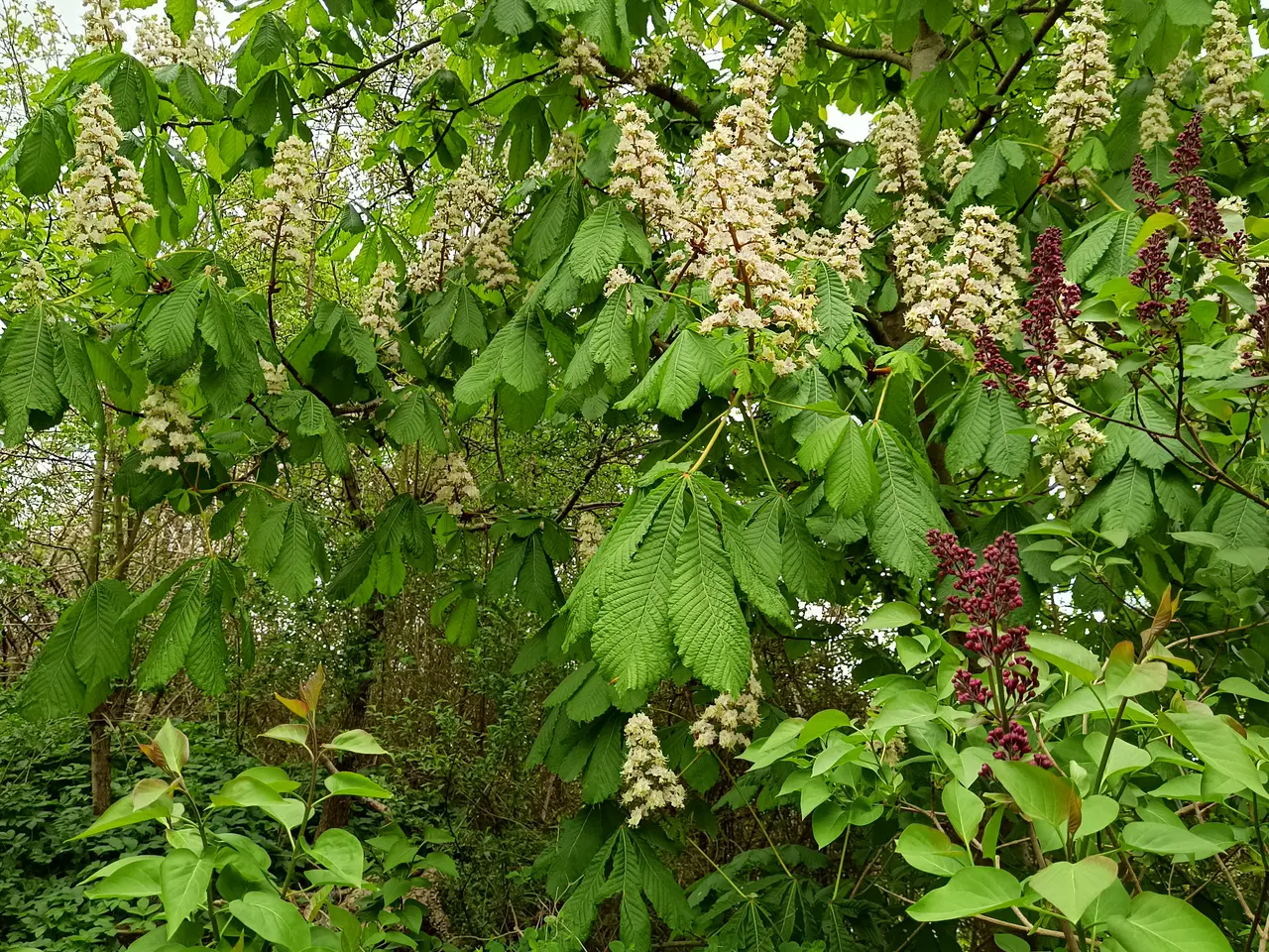 Billede 1 - Kastanje plante