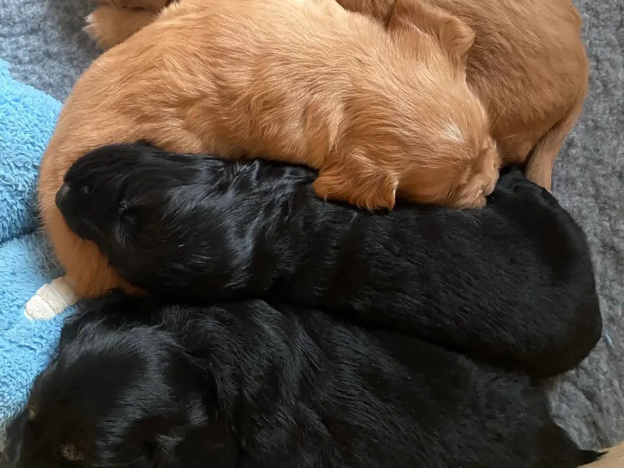 Billede 8 - Golden/cocker/flatcoated familie el jagthunde