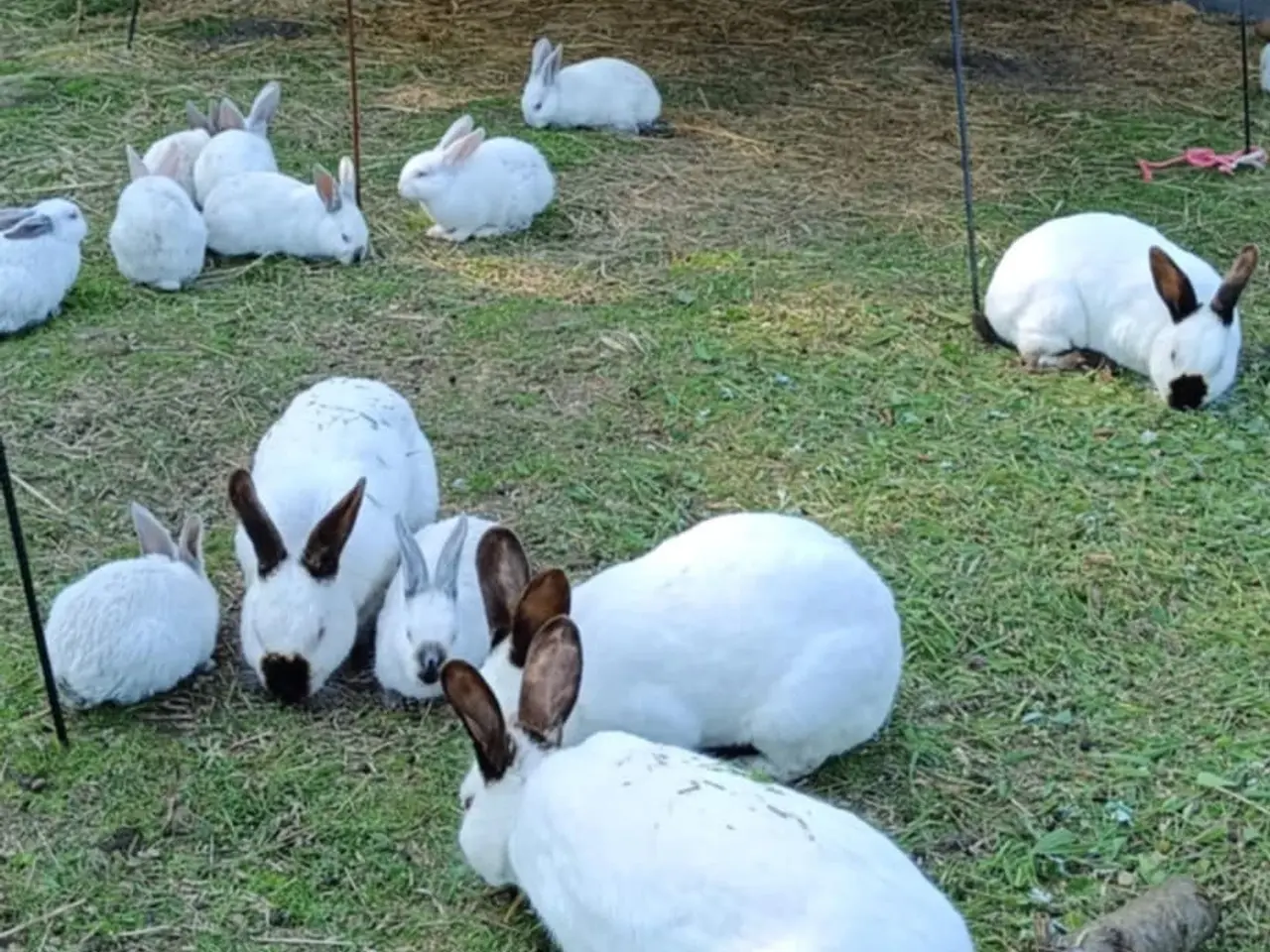 Billede 2 - 🐇Søde New Zealand/California kaniner🐇