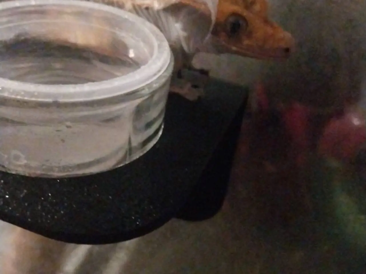 Billede 1 - De sødeste Krone gekko brødre