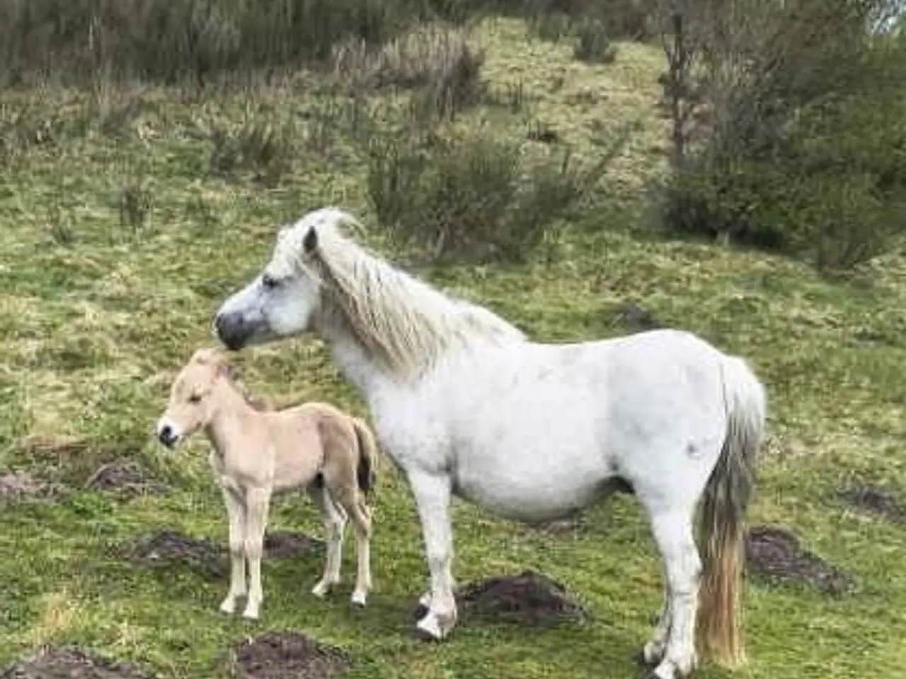 Billede 1 - Ældre ponyhoppe med hingstføl efter fjordhingst