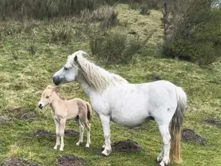 Ældre ponyhoppe med hingstføl efter fjordhingst
