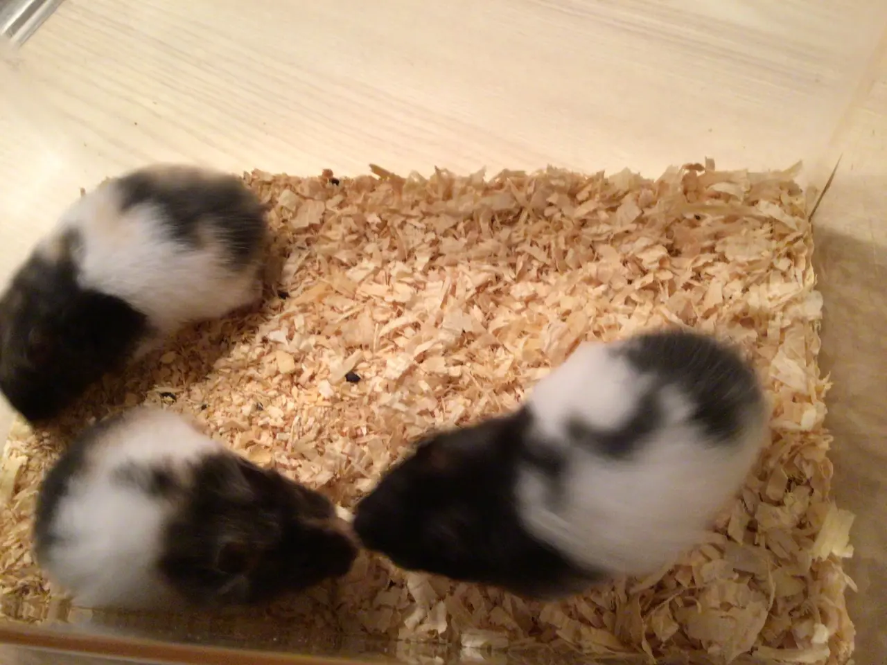 Billede 5 - Guldhamster langhåret