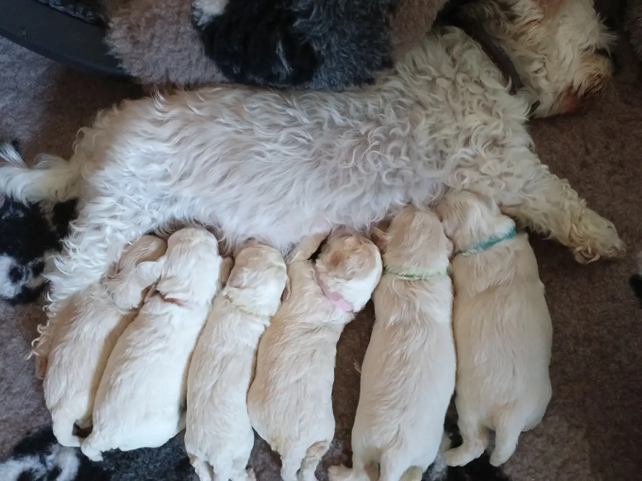 Billede 2 - Maltipoo hvalpe 