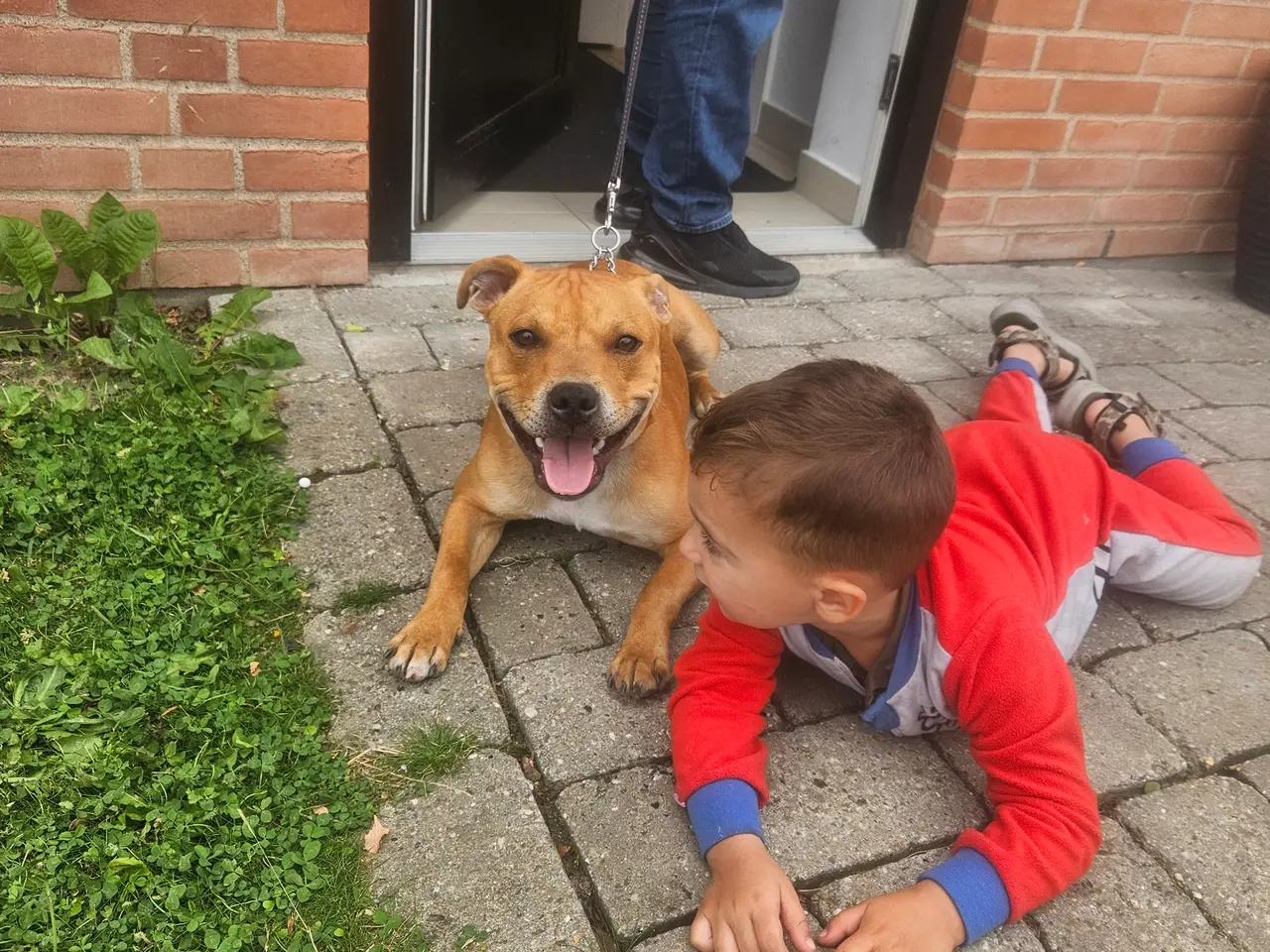 Billede 2 - Engelsk staffordshire bull terrier