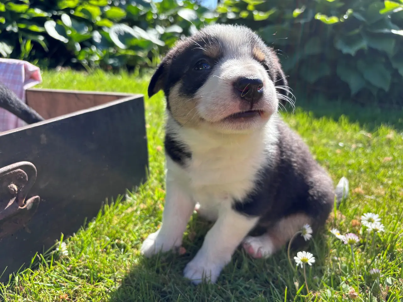 Billede 3 - Border Collie hvalpe