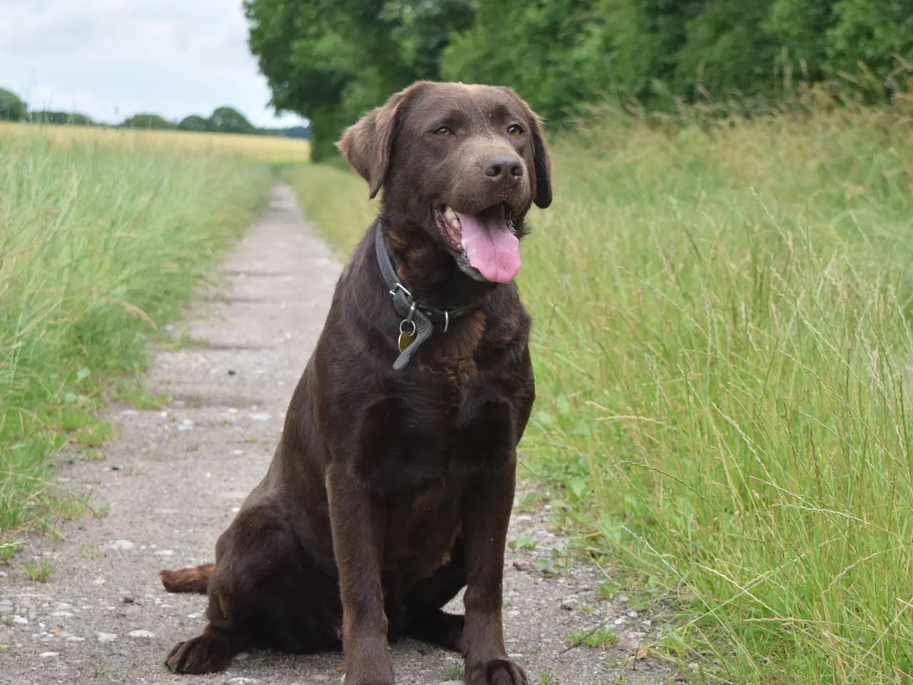 Billede 11 - Brune Labrador-hvalpe med DKK-stamtavle 🐶