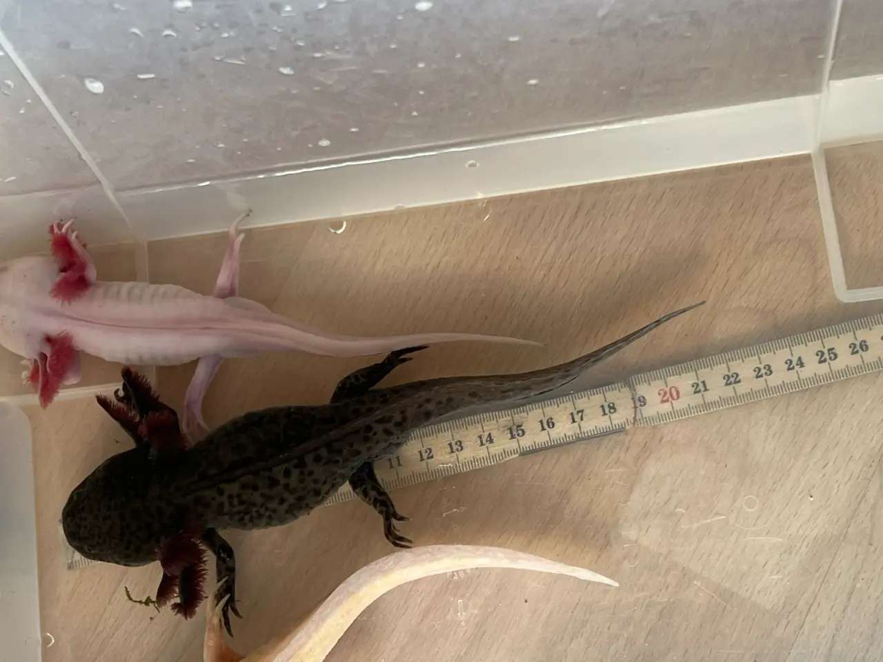 Billede 1 - 3 Axolotl hanner