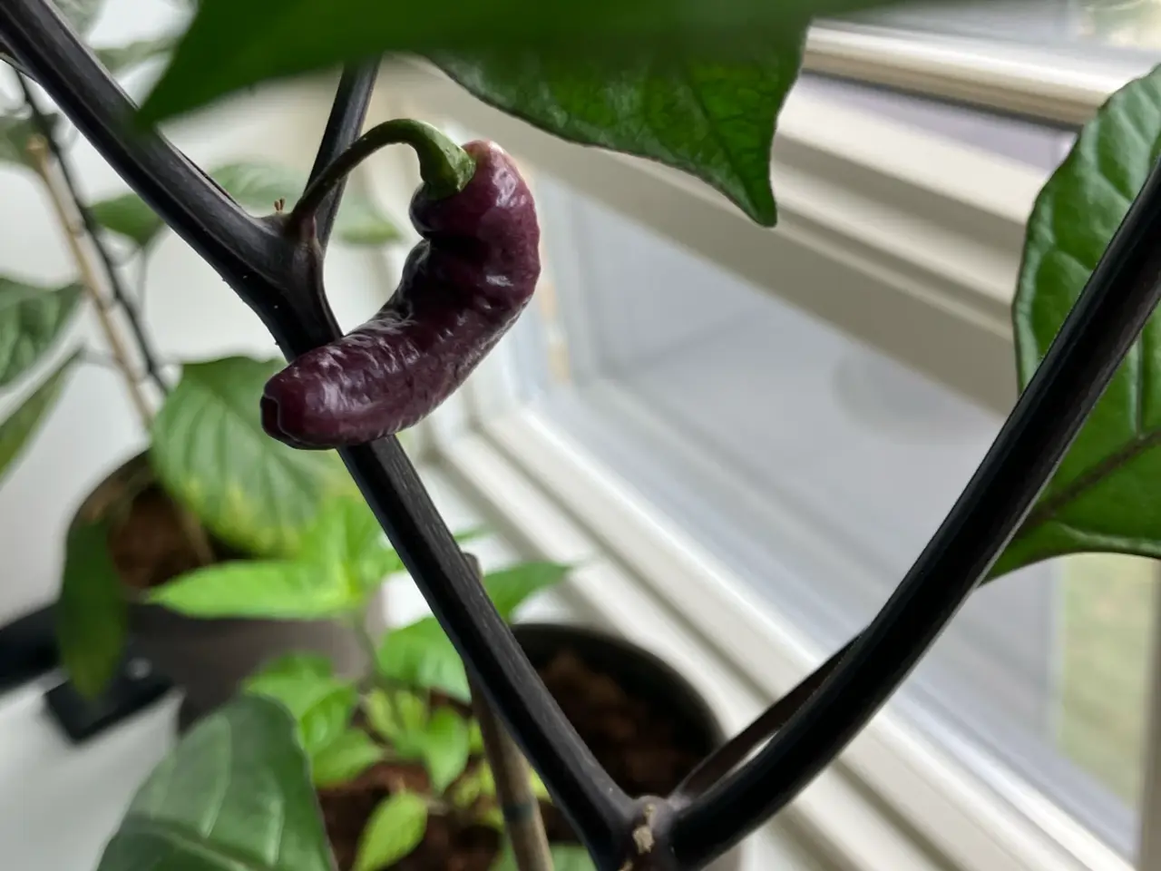 Billede 1 - Chili frø- se tekstfelt