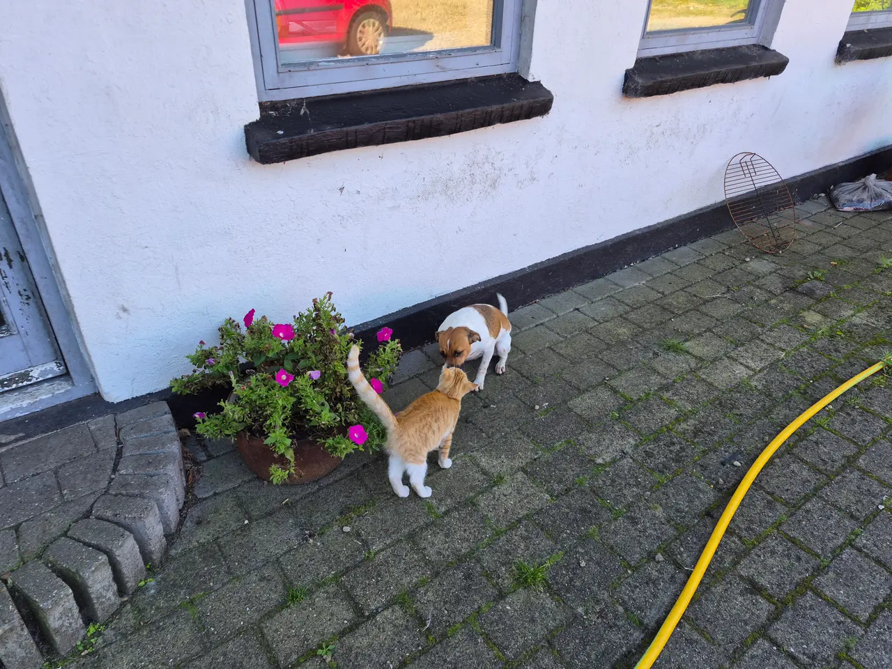 Billede 4 - Dansk svensk gårdhund tæve