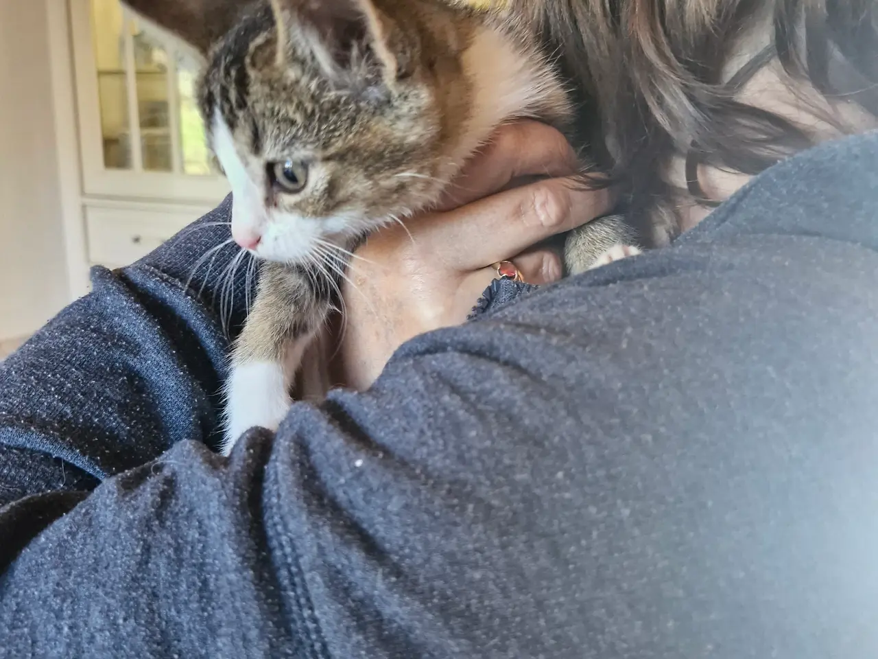 Billede 3 - Miks. Killinger Abysseiner Main coon og gårdkat