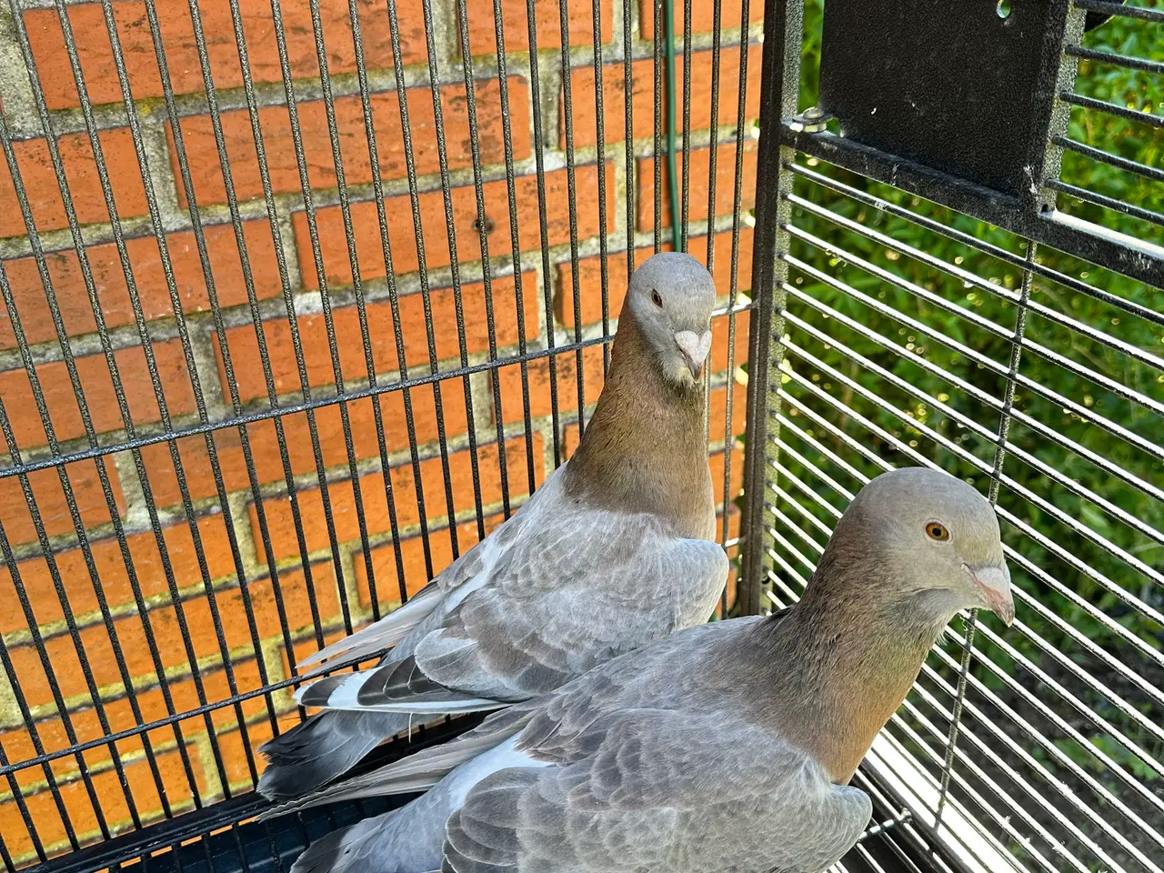 Billede 9 - Duer 