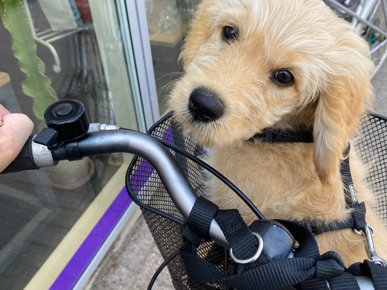 Billede 5 - Golden Doodle