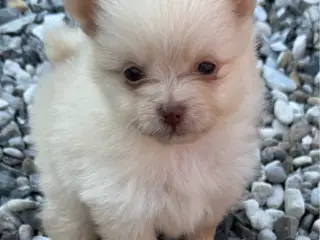 Pomeranian