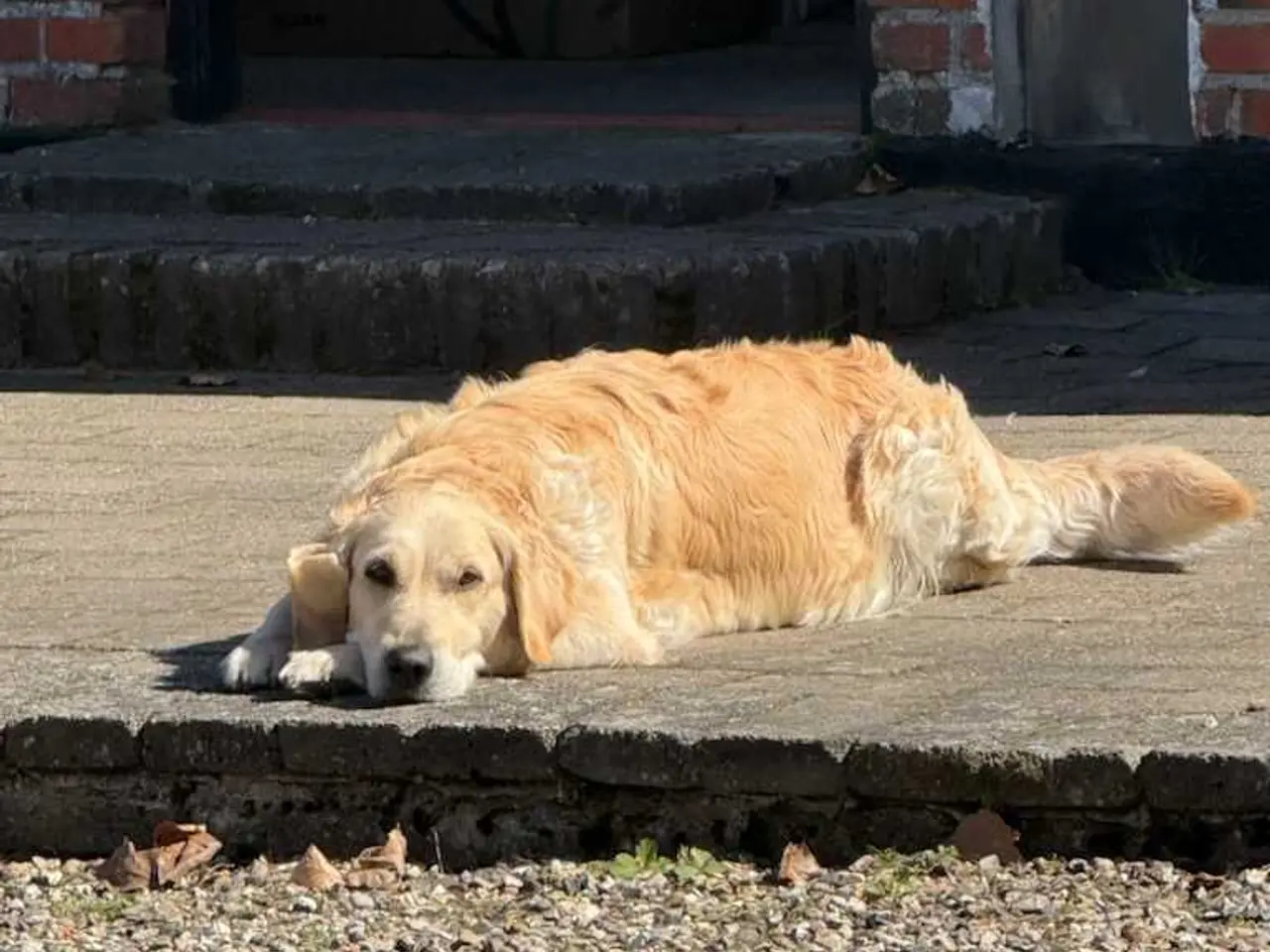 Billede 7 - Golden Retriever hvalpe 