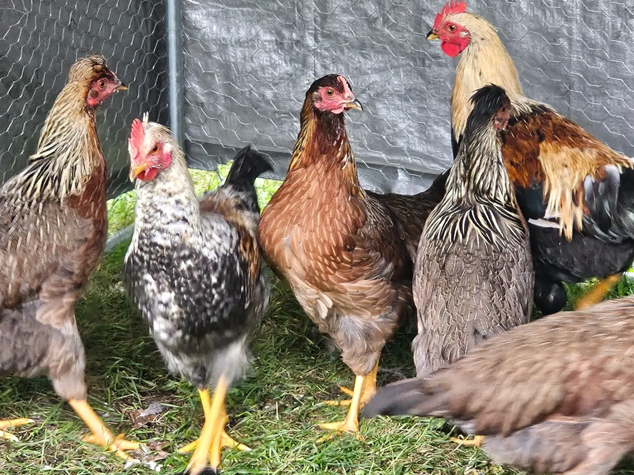 Billede 2 - Olivenlægger høns sælges