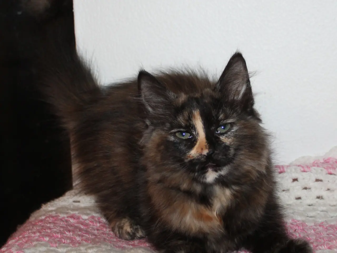Billede 12 - 🍂 Hun ligner en varm efterårsdag 🌸 Maine Coon 🌸