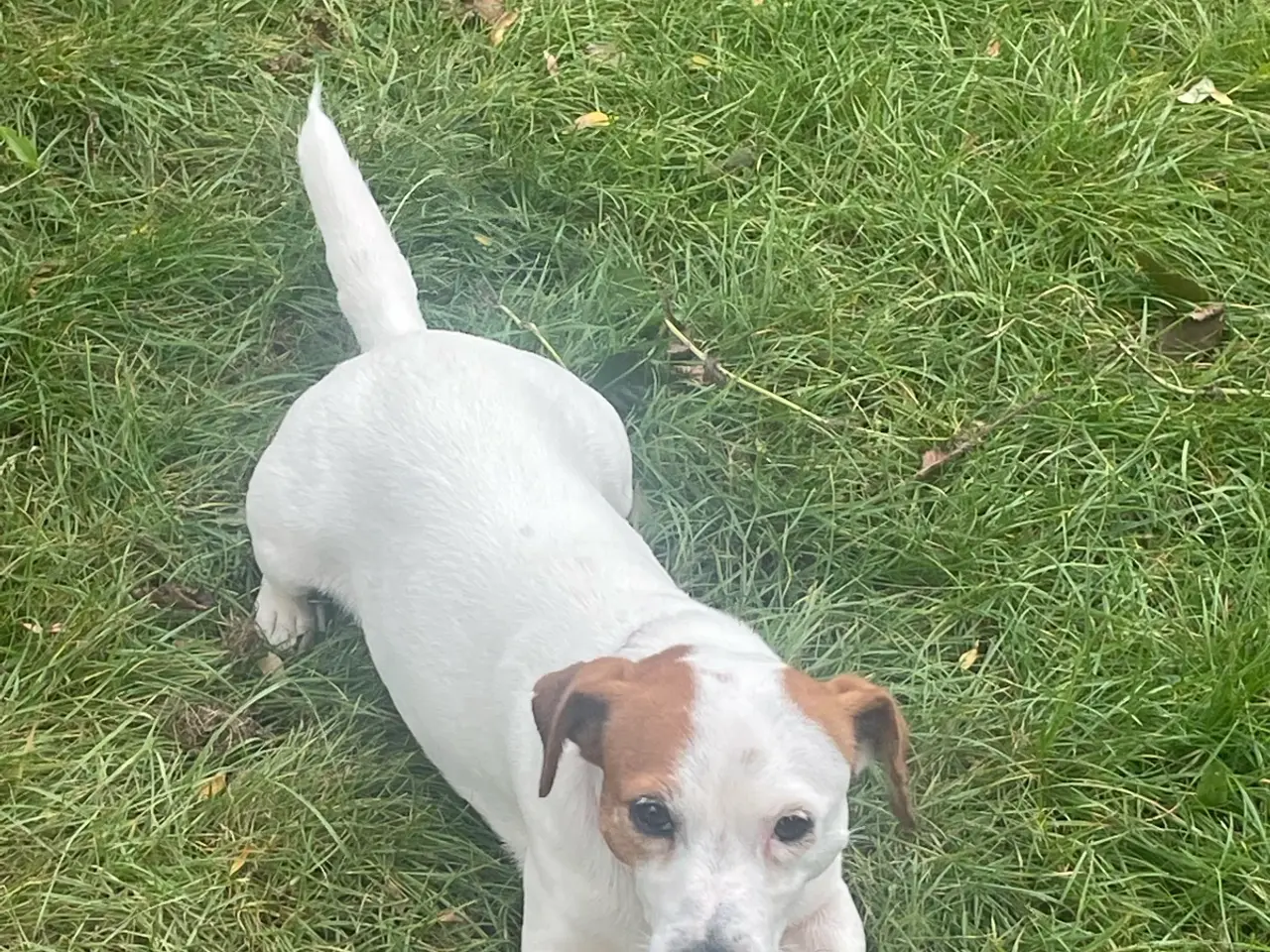 Billede 3 - Jack Russell tæve på 8 år søger nyt hjem 