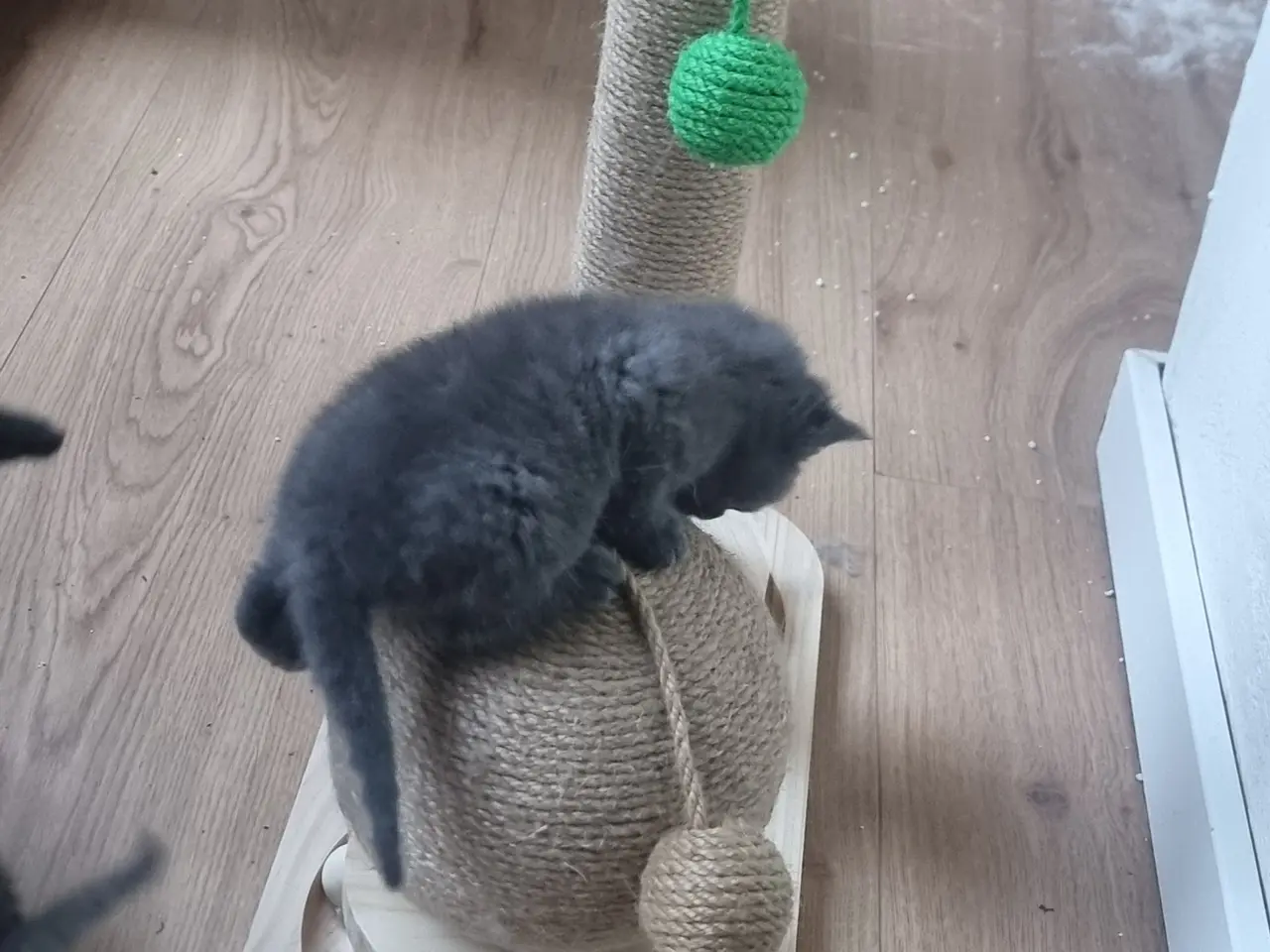 Billede 6 - Katte killinger