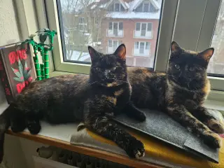 2 kælende og energiske søstre søger nyt hjem❤️