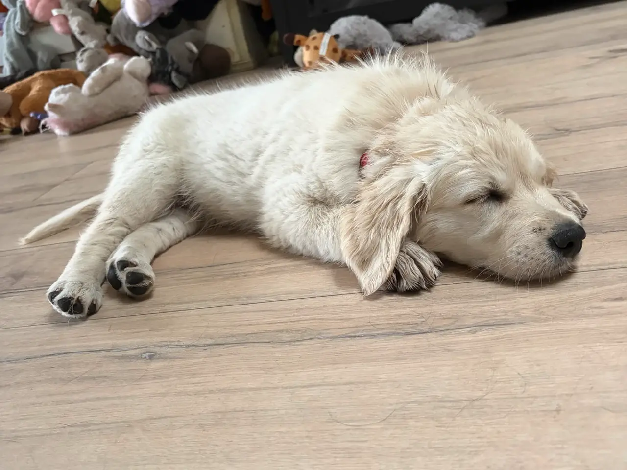 Billede 2 - Omplacering af Golden Retriever tæve